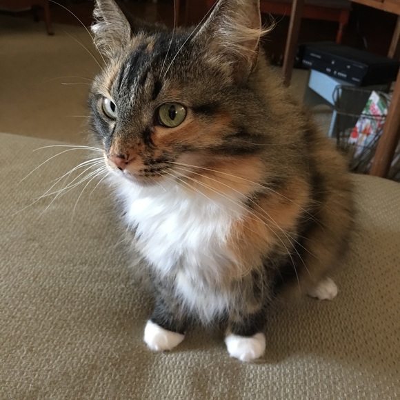 Meet your Posher, Laurie - Picture 2 of 3